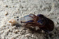 Sepiola eating shrimp thats holding on to shell. Taken wi... by Dray Van Beeck 